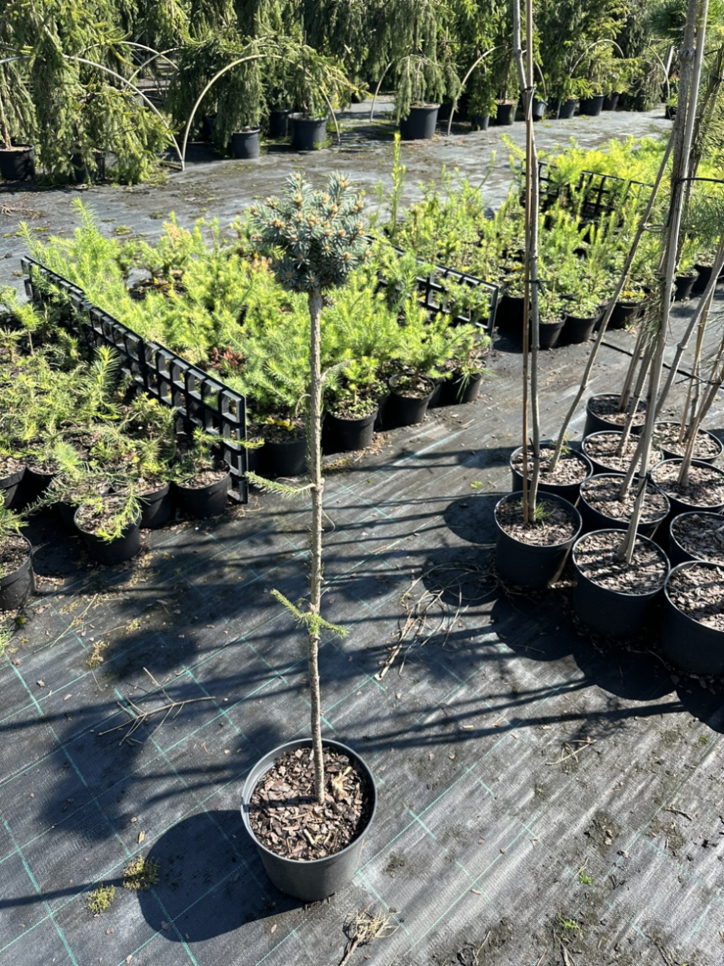 Ель колючая Блаукиссен штамб